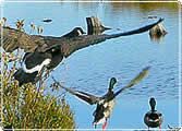 A goose and a mallard duck take flight over a marsh pool.